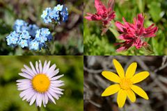 20 Wildflowers On Steep Descent From Citadel Pass Toward The Simpson River On Hike To Mount Assiniboine.jpg